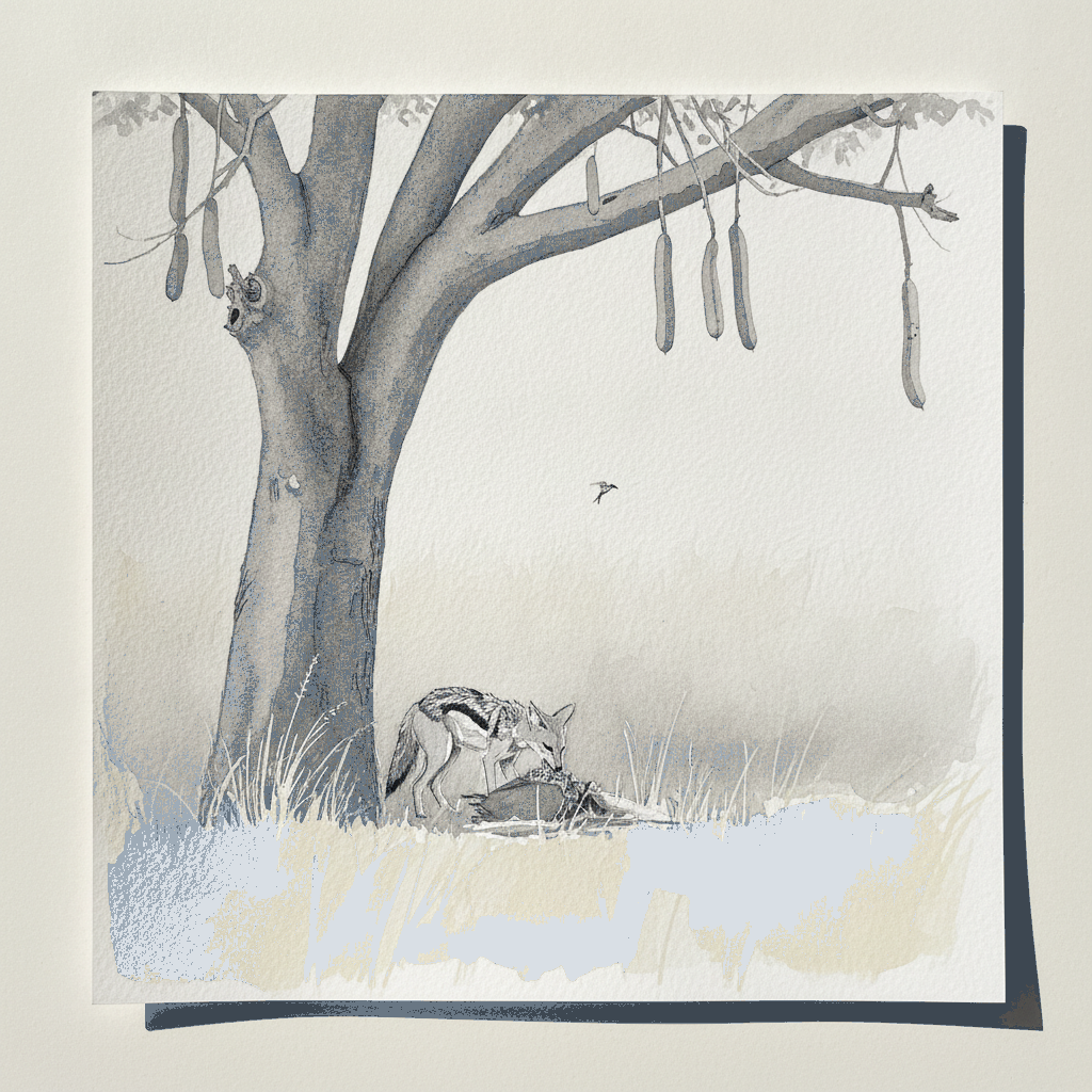 Side-striped jackal example 3