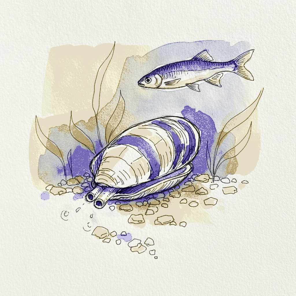 Painter's mussel example 3
