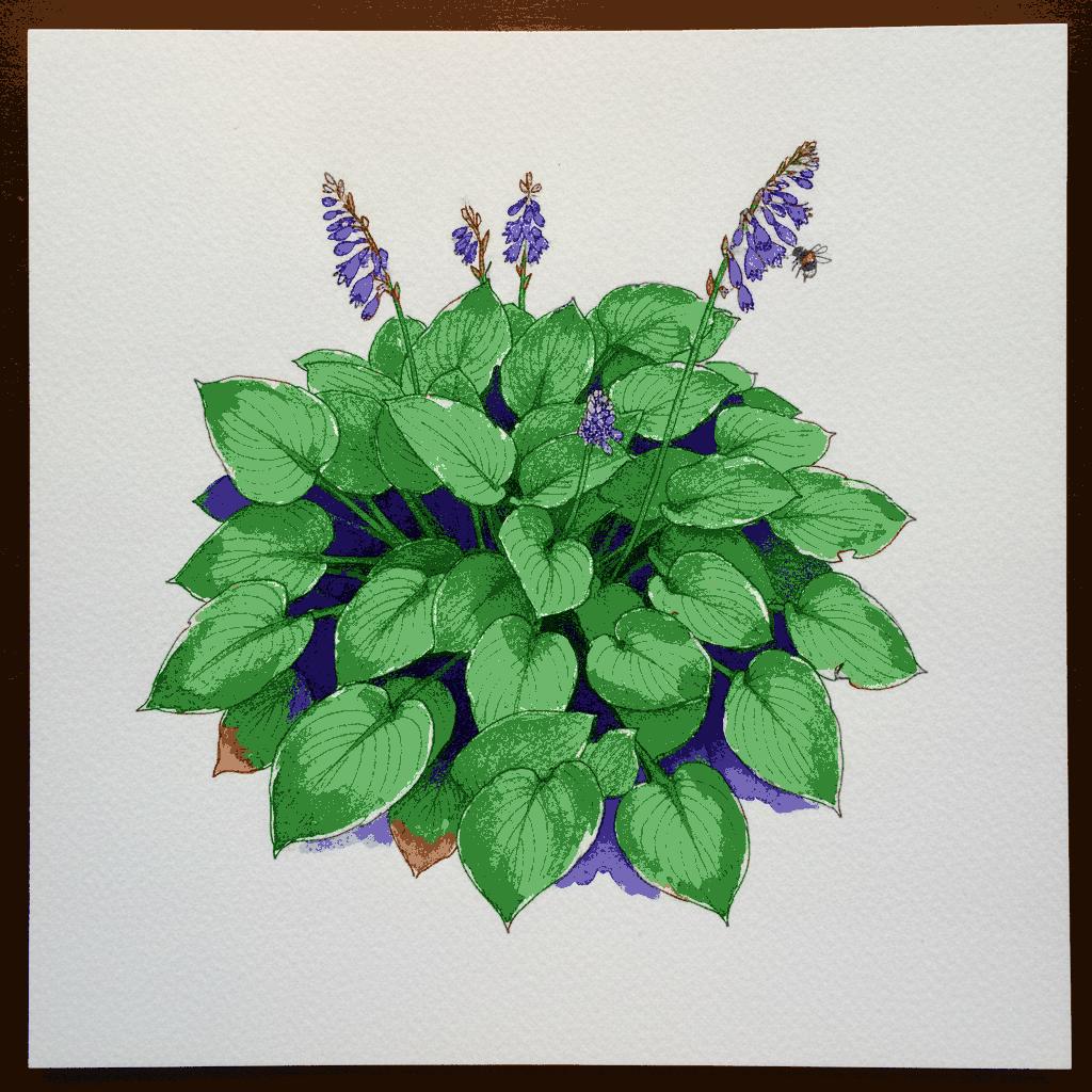 Hosta example 3