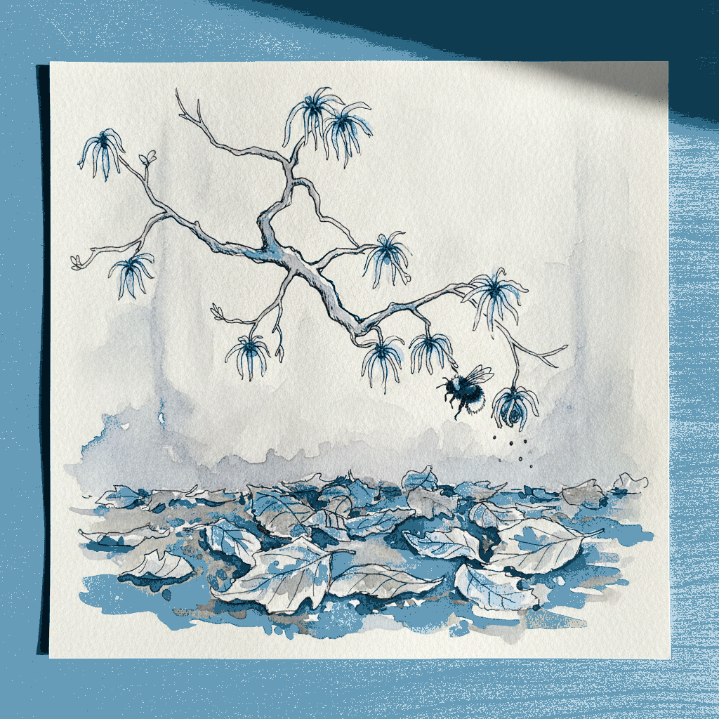 American witch hazel example 3