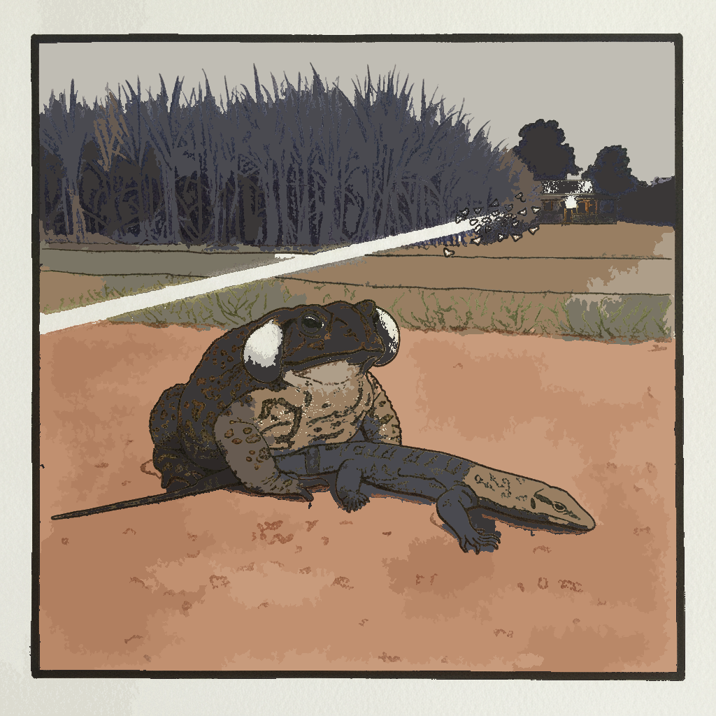 Cane toad example 3