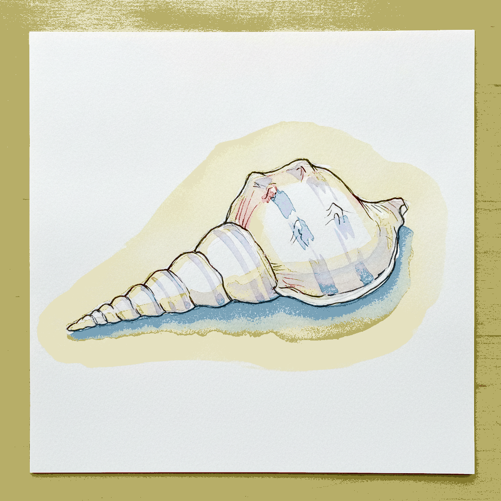 Lightning whelk, sinistral spiral example 3
