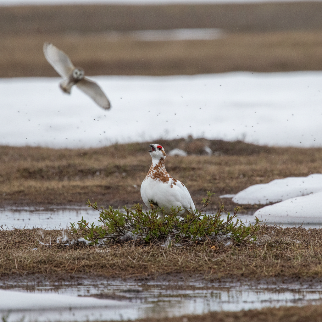 Willow ptarmigan AI-generated photoreal reference