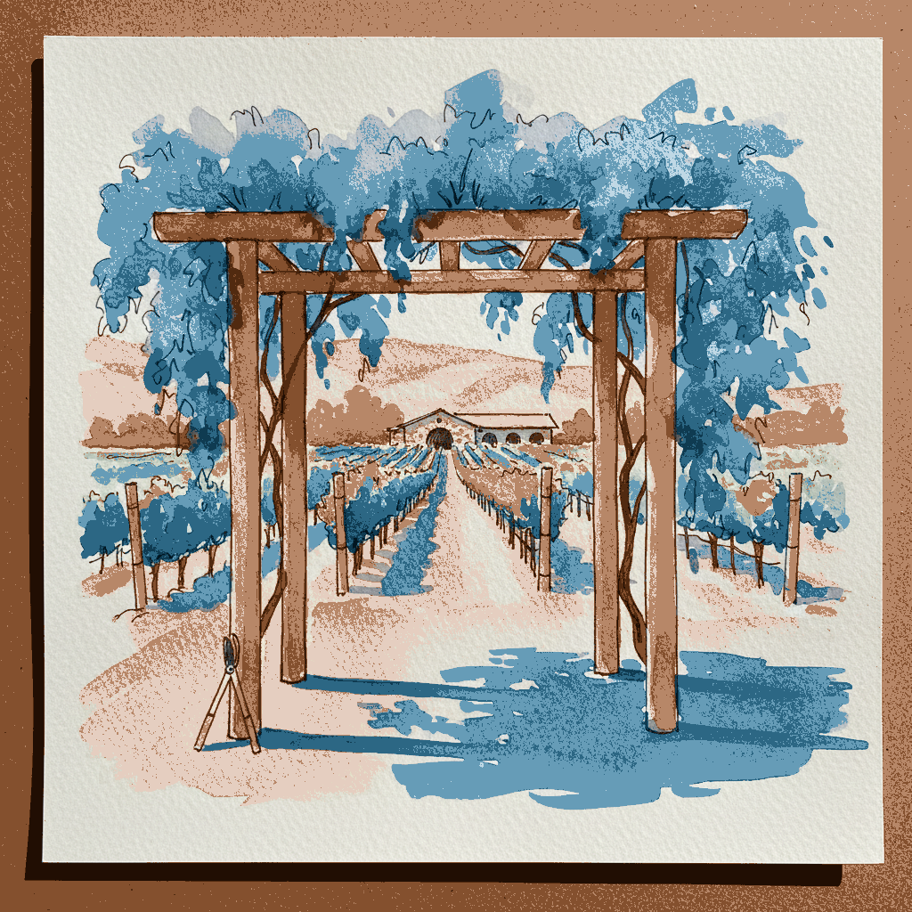 Wisteria arch at the edge of a vineyard in Napa example 3