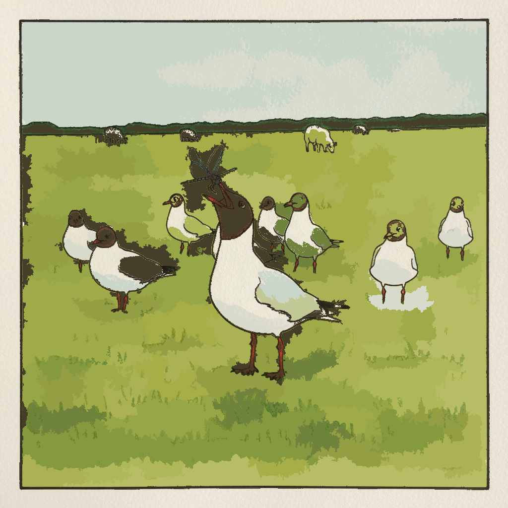 Black-headed gull example 3