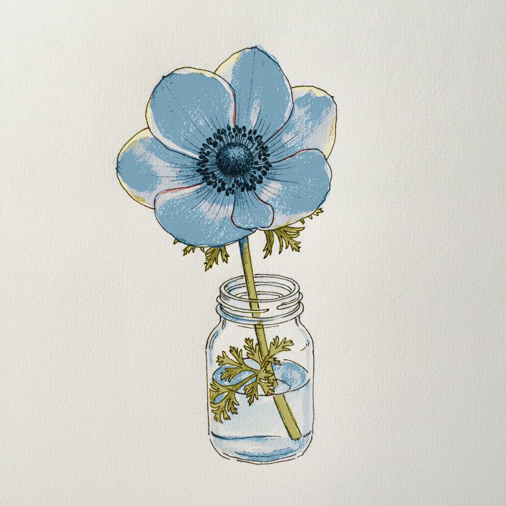 Anemone Greek Windflower example 3
