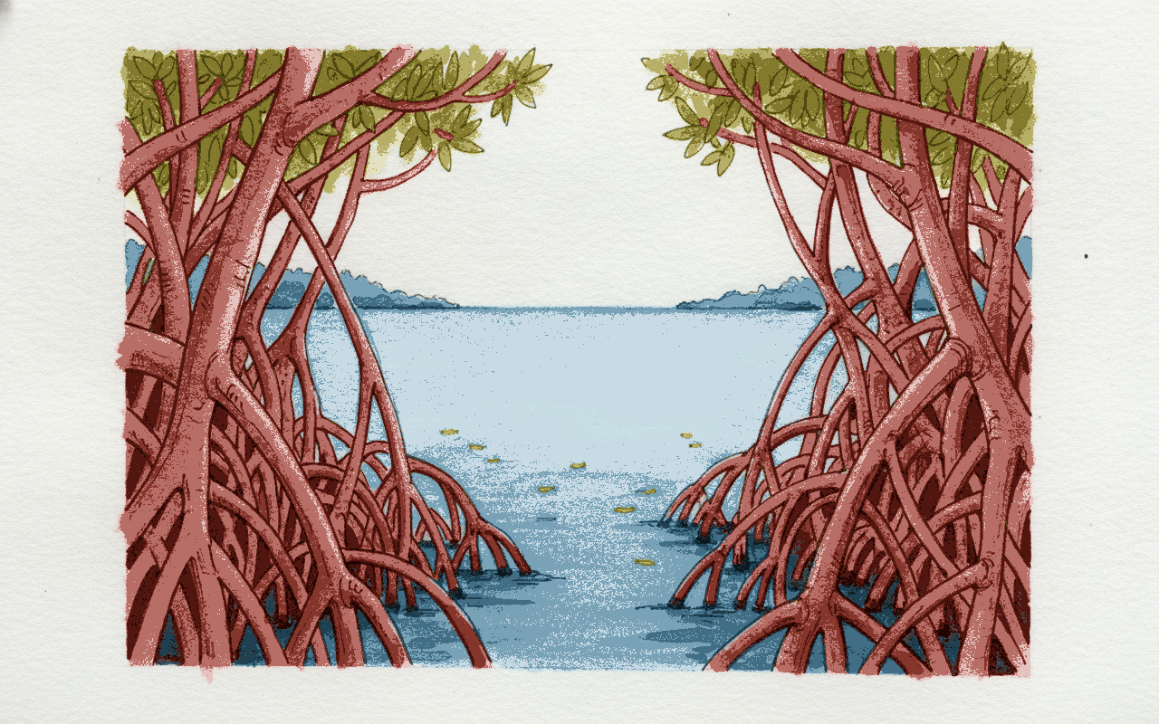 Kayak-eye view through prop roots, Florida Keys example 3