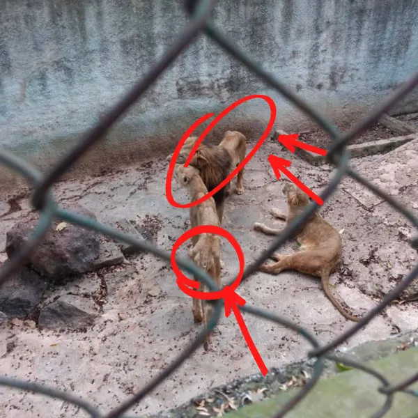 “Here, the Lions, Too, Go Hungry”: Cuba’s Zoos Become Monuments to a Nation’s Crisis