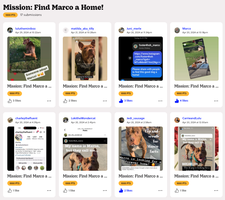 Goosechase mission submissions for 'Mission: Find Marco a Home!' showing participants sharing posts and photos of a dog named Marco available for adoption.