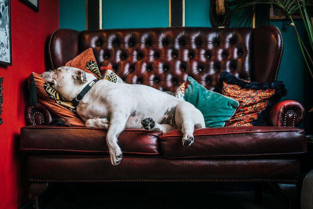 dog sleeping on sofa