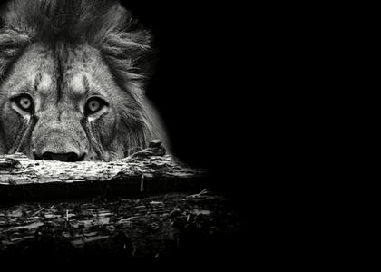 There is a Lion Inside of Your Lungs