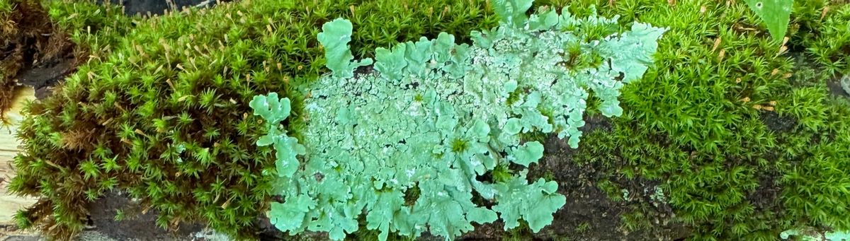 lichen and moss on a log, bright green like late summer