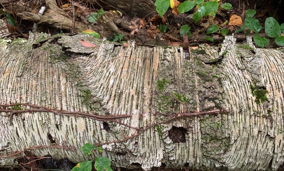 Fallen birch log with other plants, lichen, and moss growing