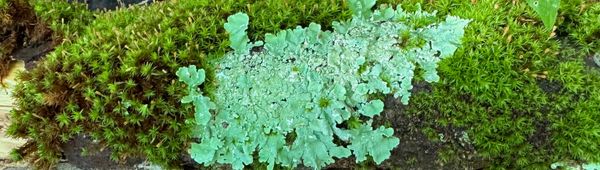 lichen and moss on a log, bright green like late summer