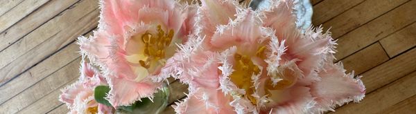 frilly light pink tulips from the top, open so you can see the stamens