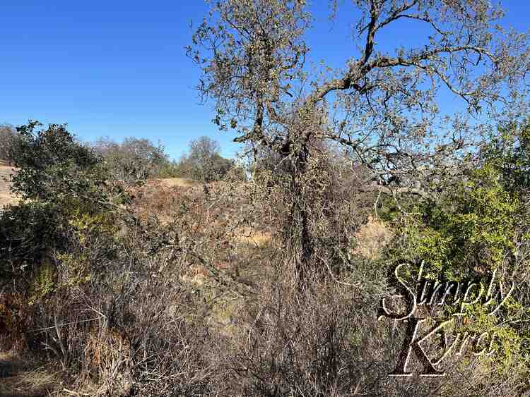 More trees!