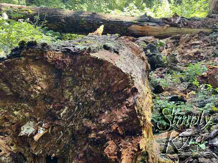 End of a log.