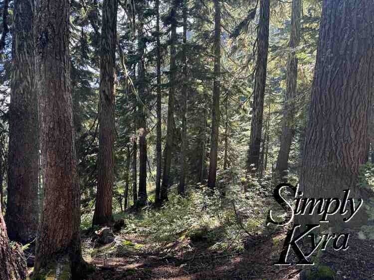 Path and trees.