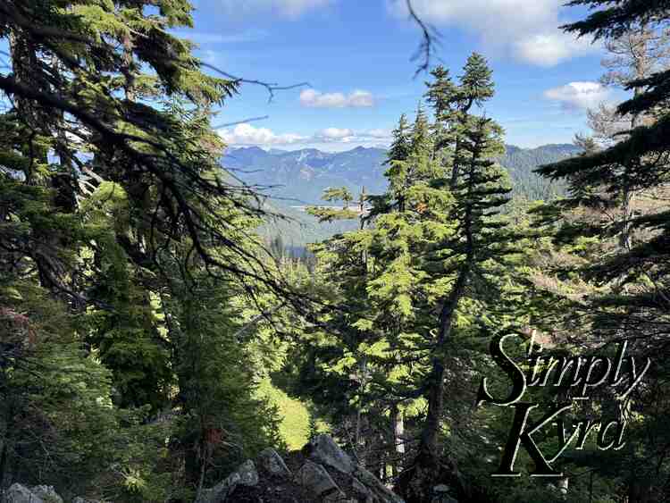 Trees and hills.