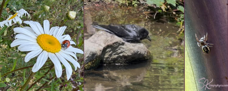 Image shows a ladybug on a daisy, a bird in the water, and a spider climbing. 