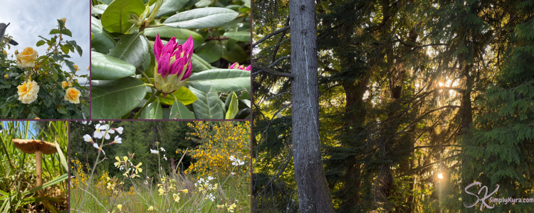 Collage of five images. Four on the left shot blooms and a mushroom while on the right the sun through the trees.