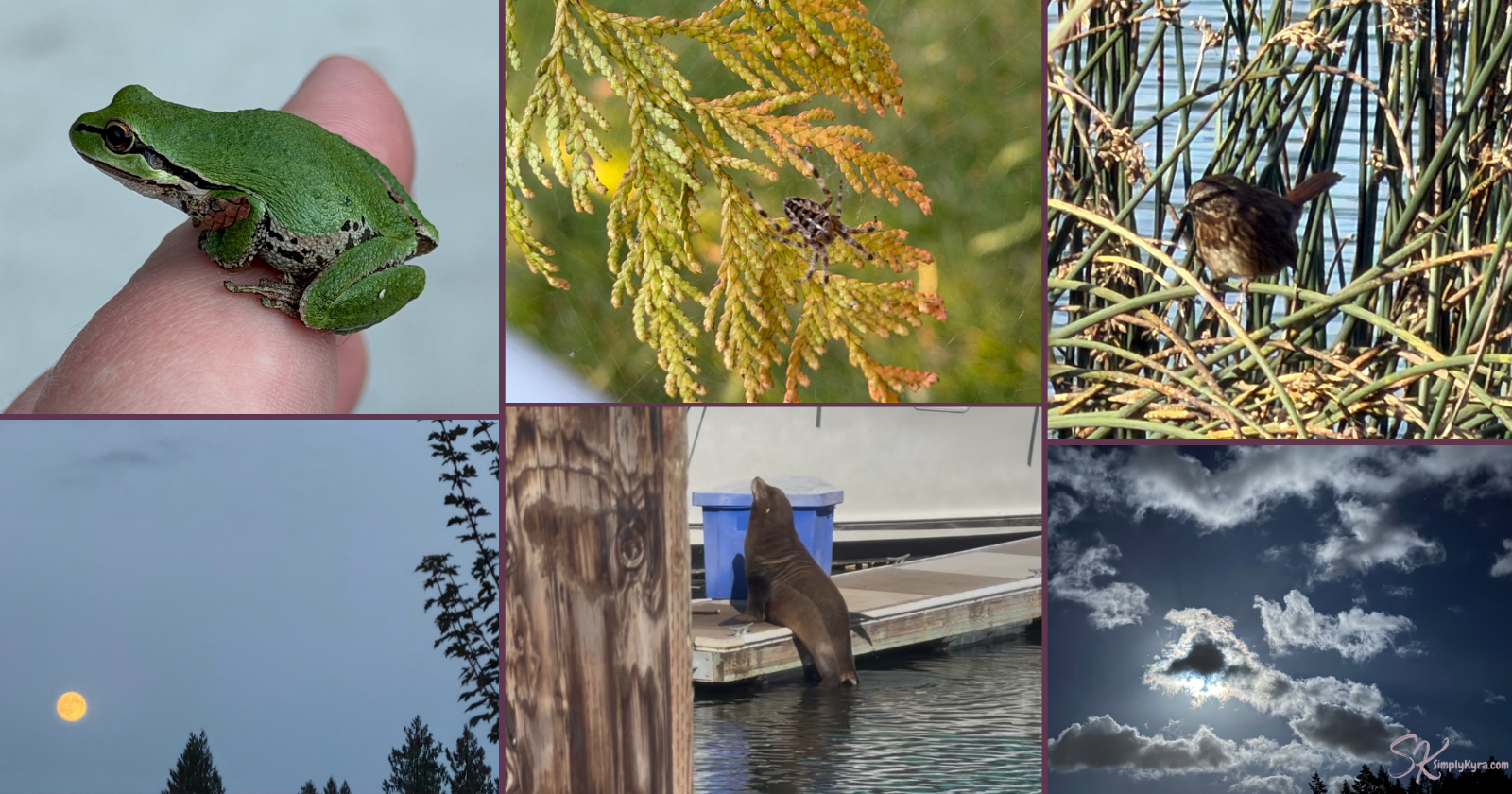 Collage of (top-left clockwise): frog on my finger, spider with branch to focus camera, bird in the edge of the lake, night sky, sea lion, and moon behind clouds. 