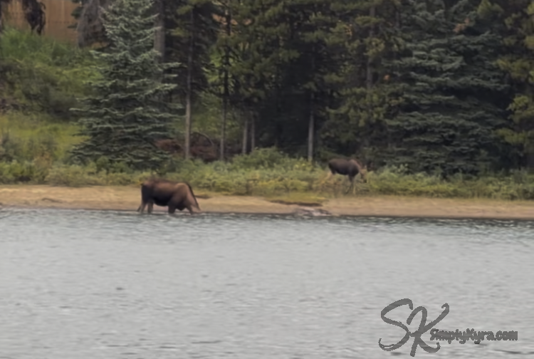 Image shows a moose with her head in the water while a smaller moose stands off to the side. Trees, shore, and water.