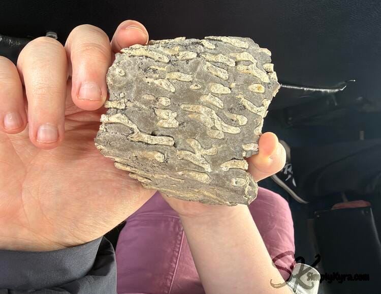 Image of the fossil in my daughter and husband's hands.