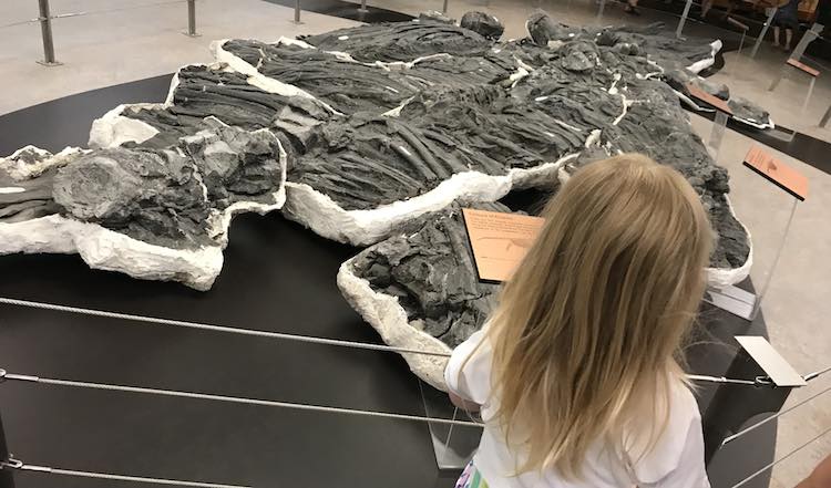 I also loved the display showing how the dinosaur skeleton can be in different pieces of rock.