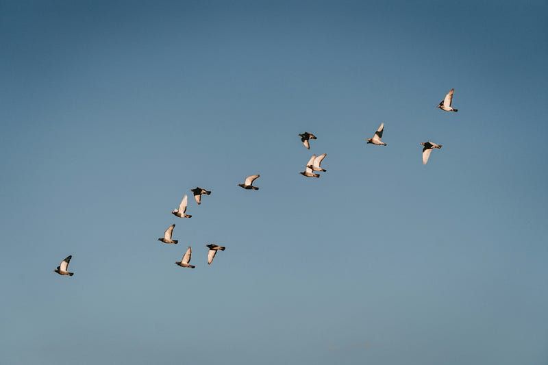 Limerence in a Nutshell