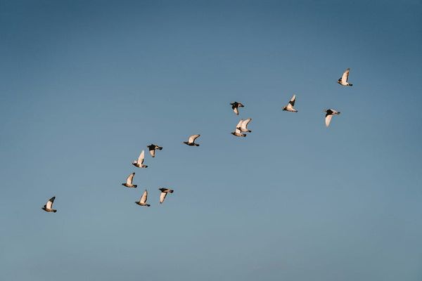 Limerence in a Nutshell