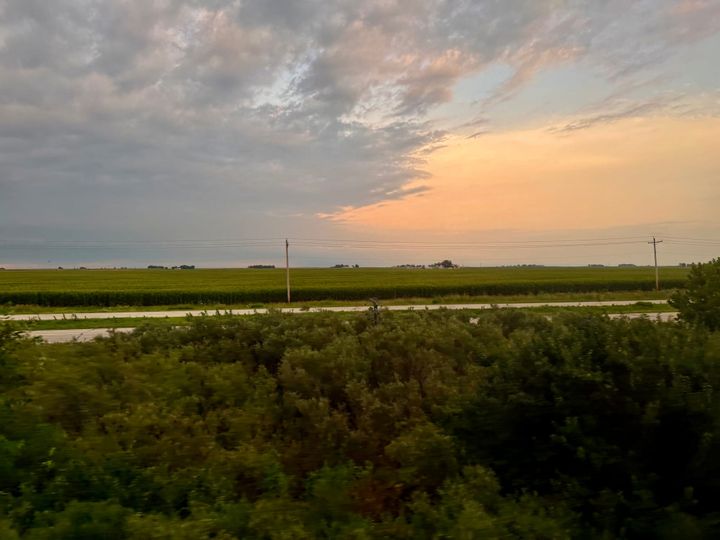 Cornfields