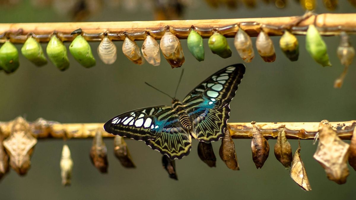 Is now the time to plan your business transition?