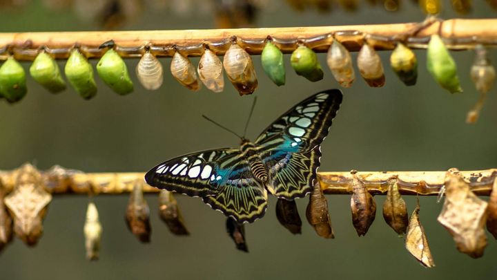 Is now the time to plan your business transition?