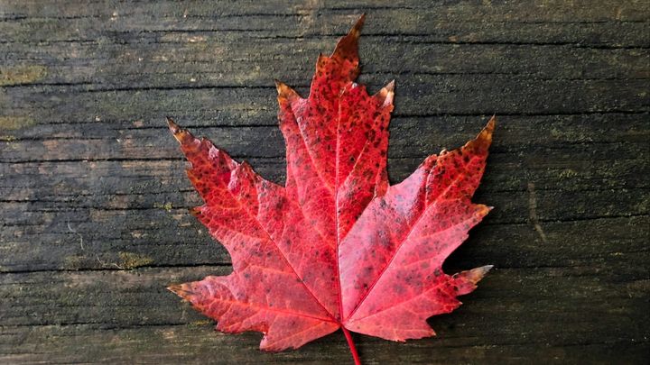 What negotiating advantage do Canadian sellers miss?