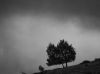 photo of tree on hillside and dark clouds