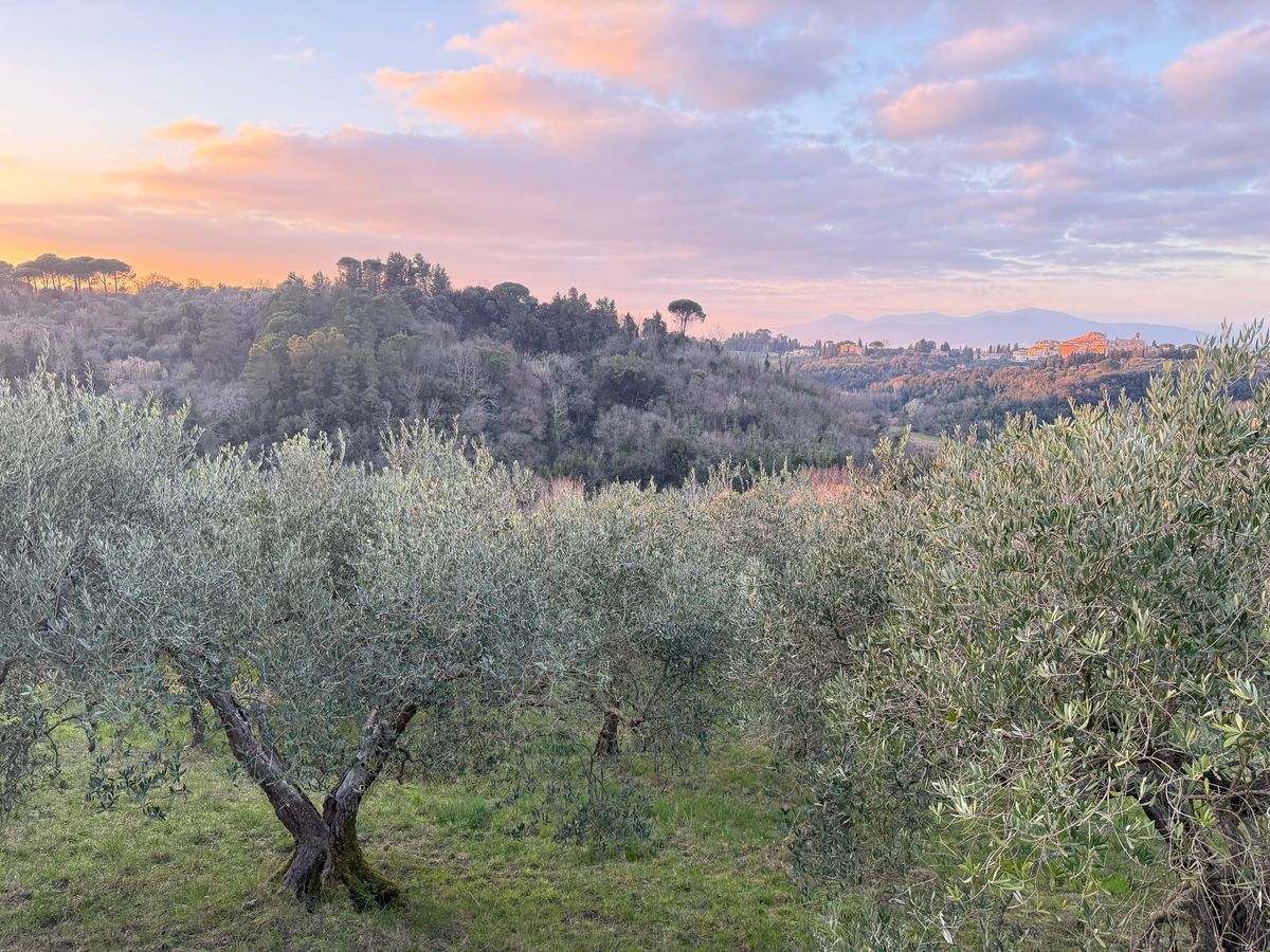 Tuscan Dream: Life among the olive trees