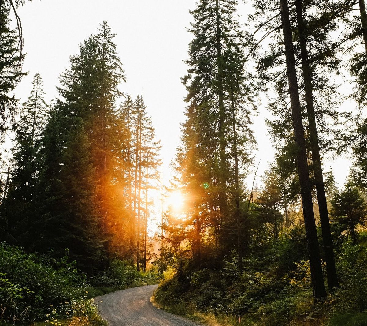 A winding  road lined with tall spruce trees under a bright sunburst, creating a peaceful pathway through a  forest.