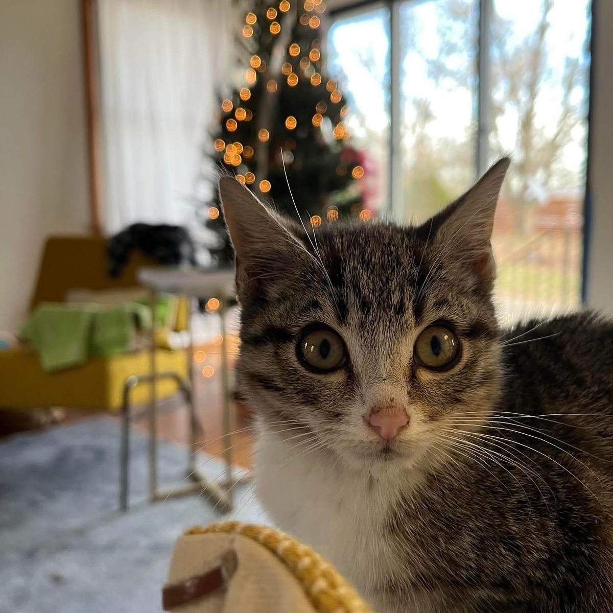 CCAC clears shelter with ‘Operation Silent Night’