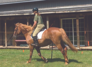 Riding high with Lisa Wysocky