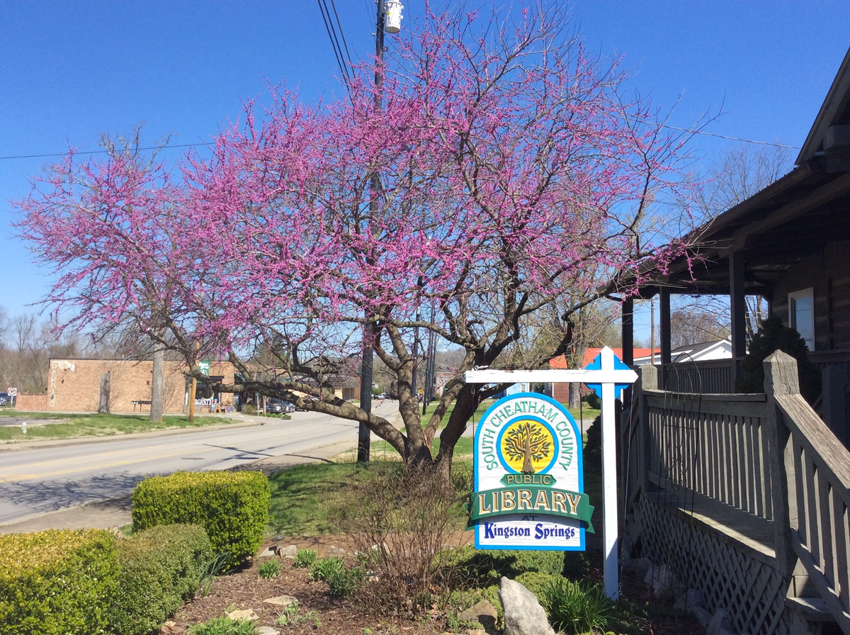 Report to County Commission cites alleged improprieties in library director hiring