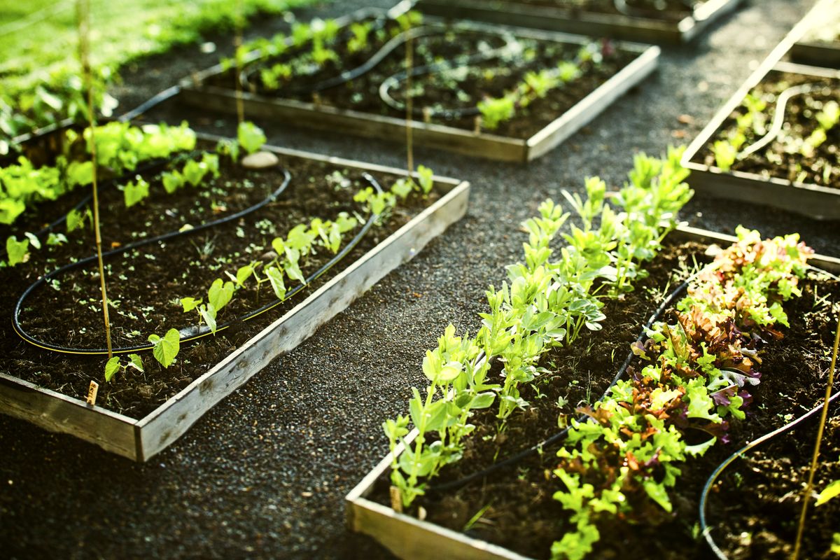 ARK plants community garden behind SKYKING