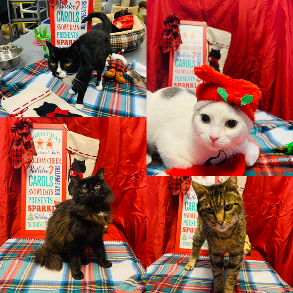 How you can give back this holiday season: Cheatham County Animal Control