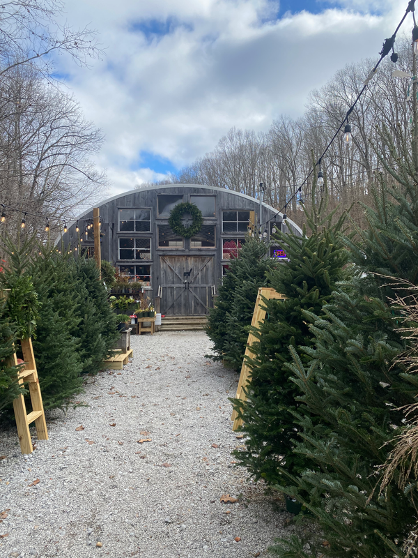 Fraser Fir Christmas trees back at Wonder Gift & Garden