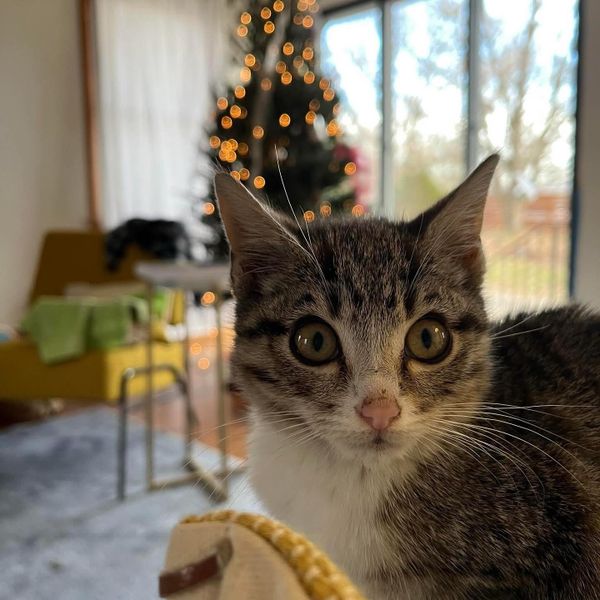 CCAC clears shelter with ‘Operation Silent Night’