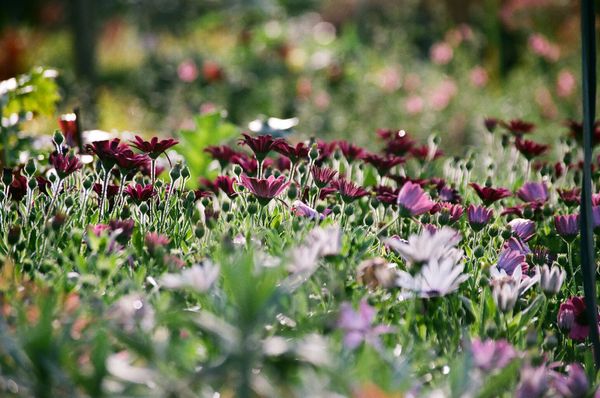 Kingston Springs designates April ‘No Mow Month’