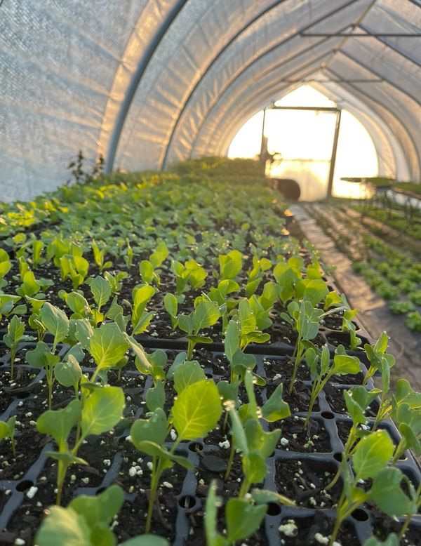 West Glow Farm affirms value of local agriculture to South Cheatham