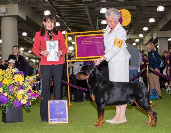 Kingston Springs Rottweiler places third at Westminster Kennel Club Dog Show
