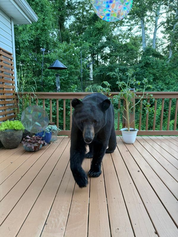 Residents urged to give 'Kingston' the bear space as black bear roams through Kingston Springs