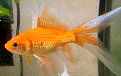 A Fish Needs a Bicycle